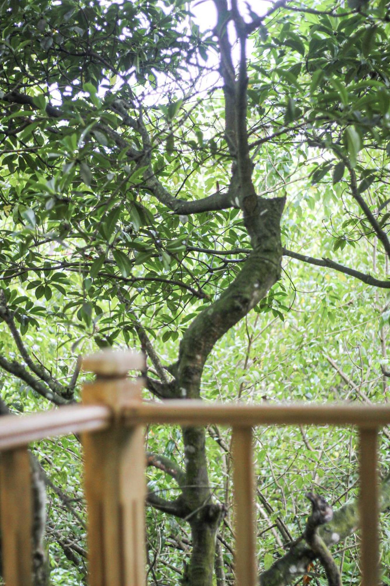 Seasons Four Mini Jungle Cabana マータラ エクステリア 写真